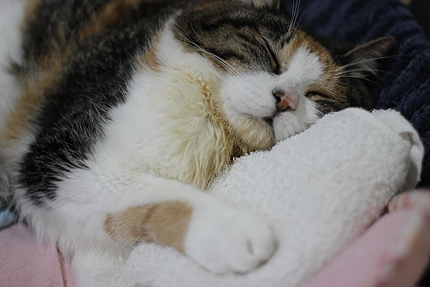 20170810miiko.jpg