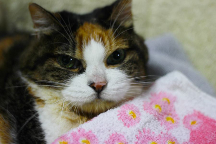 20170916miiko.jpg