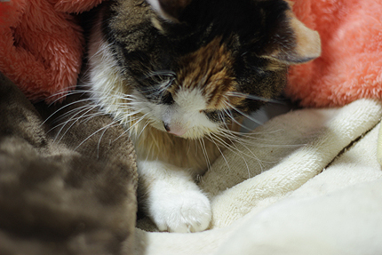 20180213miiko.jpg