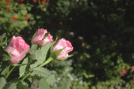 20180922a.jpg